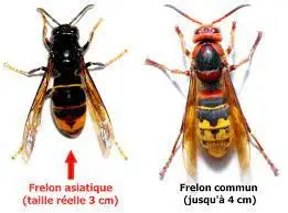 Frelons asiatiques et frelons communs