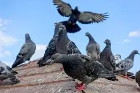 Ravageurs Pigeons