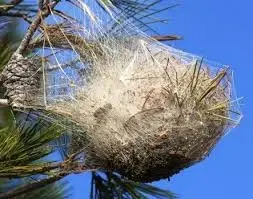 Chenilles-Processionnaires-du-Pin-2-Nid